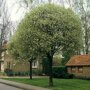 Prunus eminens 'Umbraculifera'